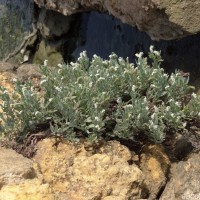 Heliotropium curassavicum L.